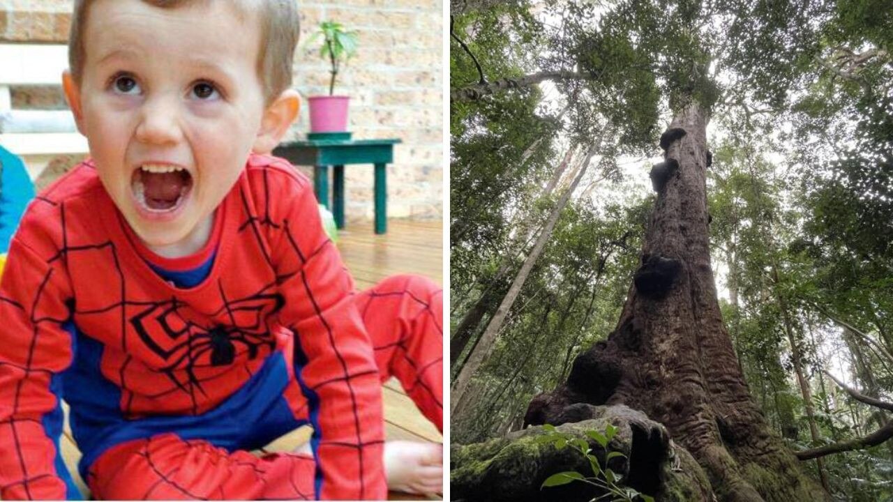 William Tyrrell’s possible burial site revealed