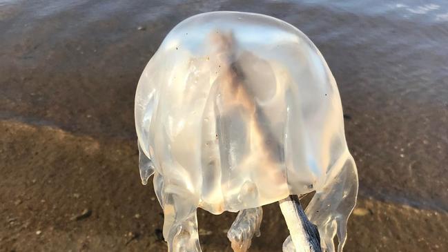 Box jellyfish stings can be deadly.