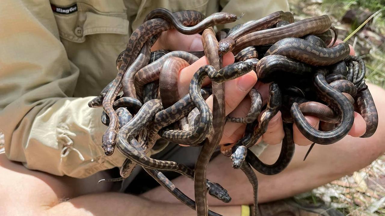 Snake Catcher Noosa owner Luke Huntley says hatching season is affectionately known as snake noodle season. Picture: Supplied