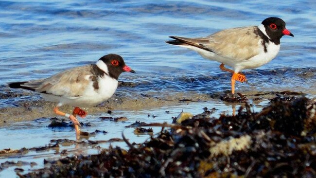 Hooded plovers at Port Willunga during the breeding season. Picture: Sue and Ash Read