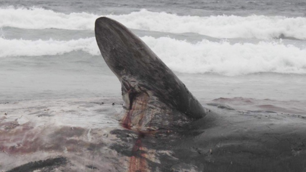 Phillip Island dead whale: Parts of animal stolen from Forrest Caves ...