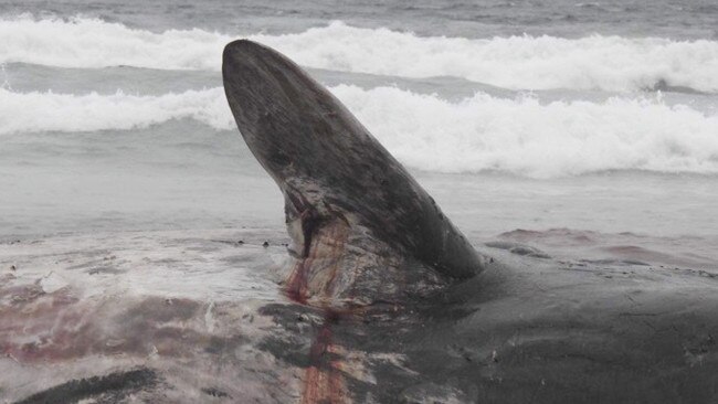 Dead whale at Forrest Caves in Phillip Island. Picture: Annalisa Bianchi Zappala