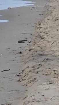 Sunbathing snake slithers on local beach