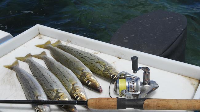 Just how many fish recreational anglers catch in Victoria has not been assessed for more than 20 years.