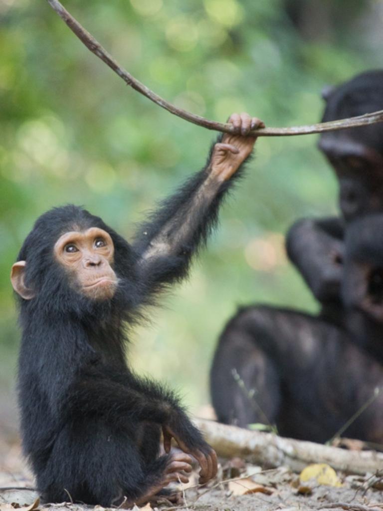 Chimpanzee. Picture: Kate Malone/ Remembering Great Apes