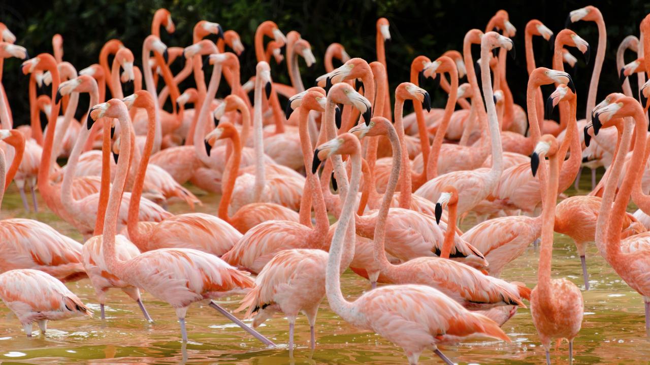 Flock of flamingoes at Yucatán, Mexico. Picture: iStock