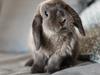 Australia’s most underrated pets
