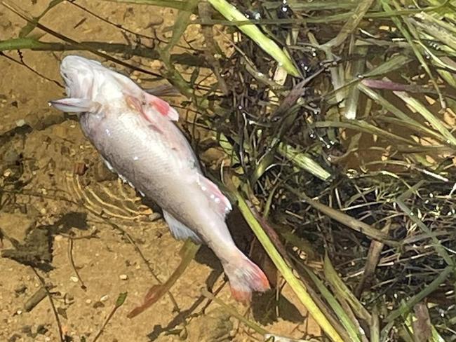 Fish reportedly found dead at Lake Wallace. Picture: Facebook / Scott Whitby