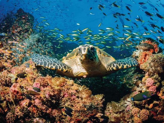 A turtle on the wreck of SS Yongala. Picture: TEQ