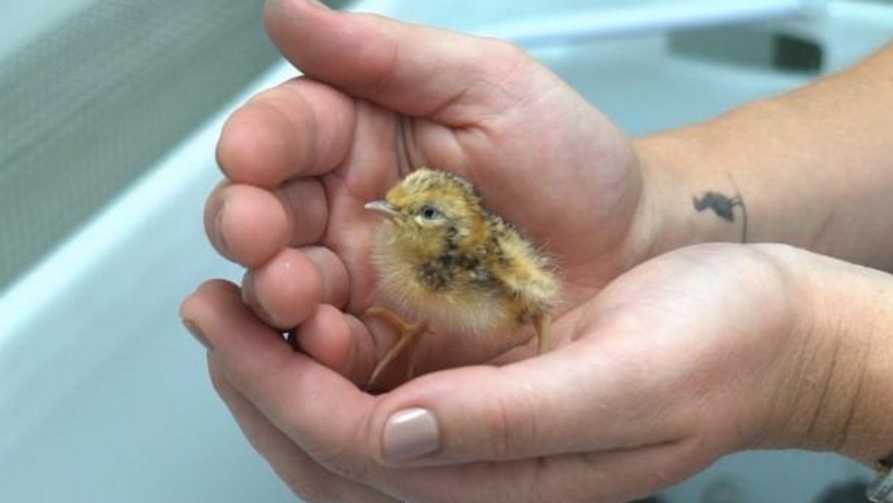One of the new plains-wanderer chicks hatched at Werribee Open Plains Zoo, Victoria. Picture: Zoos Victoria