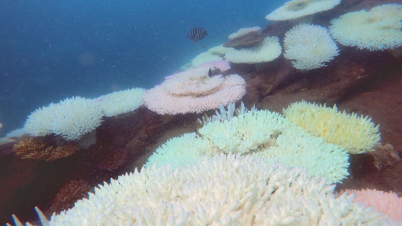 Queensland Premier Annastacia Palaszczuk fears for Great Barrier Reef ...