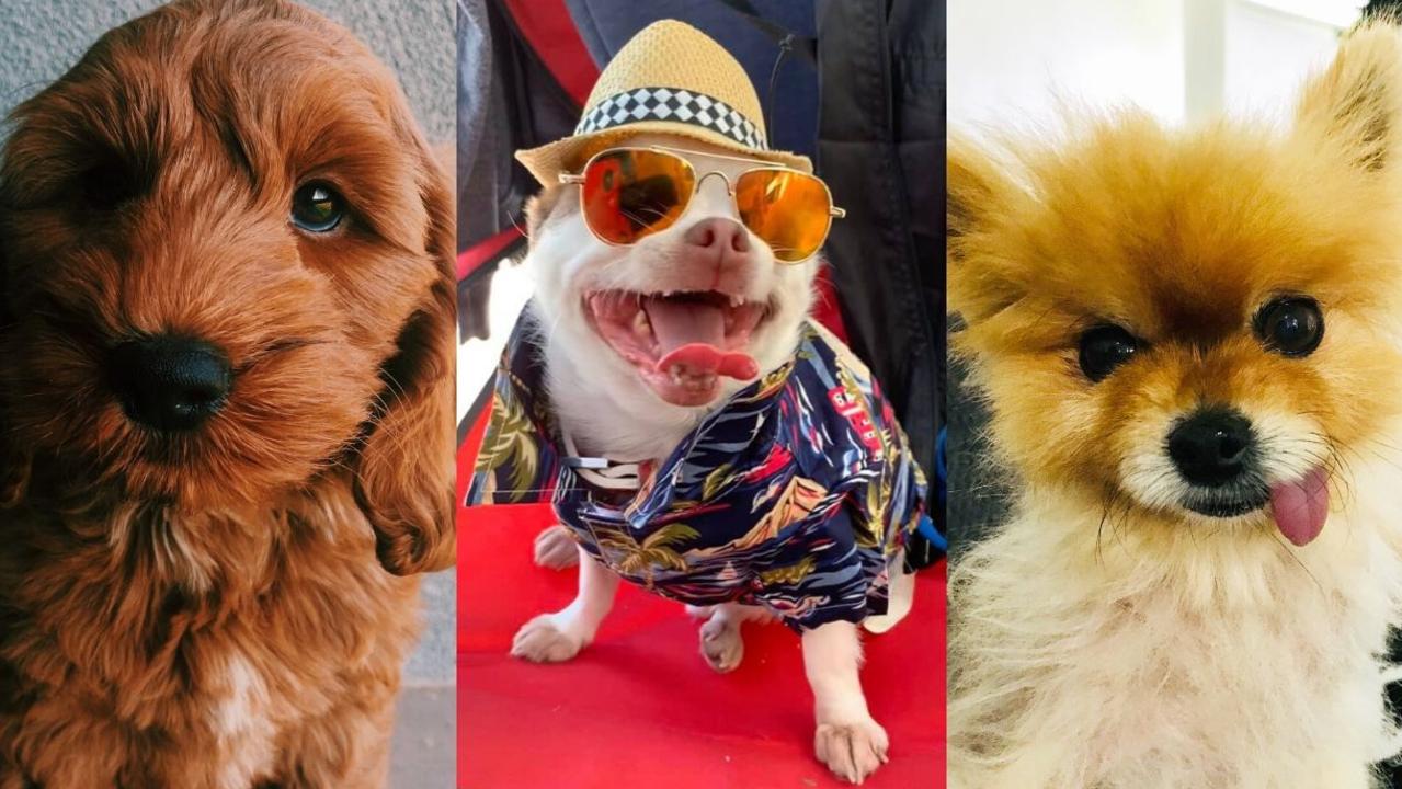 Cutest Dogs Photo Competition Meet the top 100 The Courier Mail