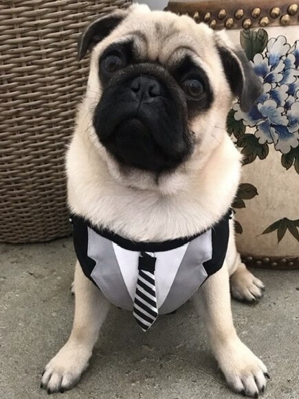 Gerald the pug, sent in by Matt Webster, Clapham.