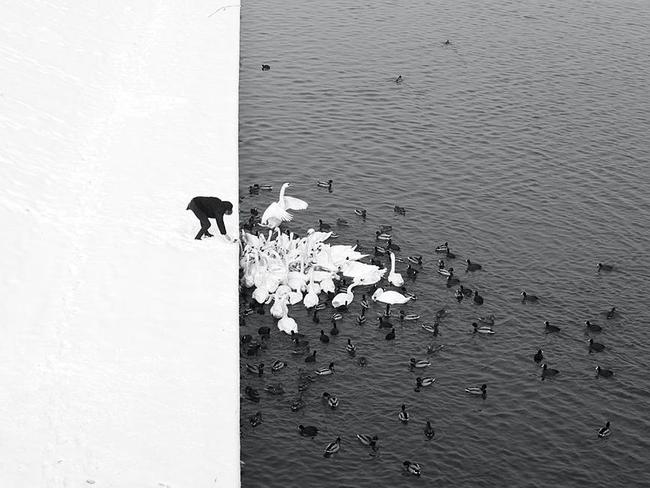 A Man Feeding Swans In The Snow ... This photograph was taken in Krakow, from the Grunwald bridge. The nature-created contrast of white snow and dark water, separated by the straight line of the waterfront, serves as a reflection of the Yin-Yang symbol which represents opposing yet complementary forces. Location: Poland (Krakow). Picture: Marcin Ryczek (PL)/Siena International Photo Awards 2016