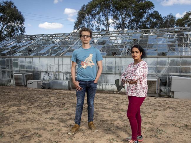 CSIRO Crop and Yeast Scientist Thomas Vanhercke (l) with CSIRO Crop and Yeast Researcher Sapna Pillai in front of a hail damaged greenhouse that was used for wheat experimentation in Canberra. Picture by Sean Davey.