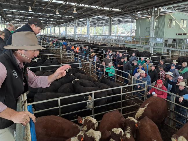 Auctioneer Anthony Delaney, Elders, selling steers at Yea today.