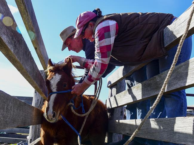 Henry Filtness and Kylee Hepburn have teamed up to try and rescue as many young horses as possible. Picture: Paul McIver