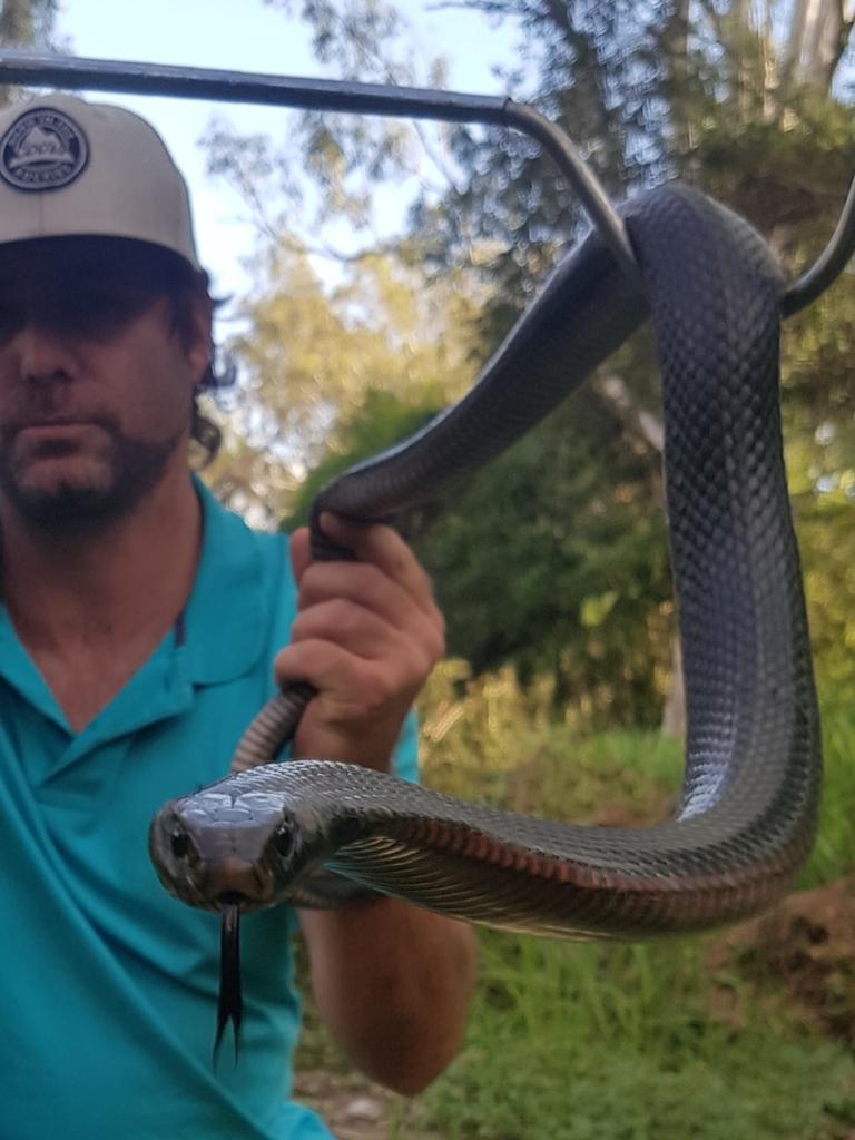 Ipswich snake catcher Andrew Smedley on what to do during hatchling ...