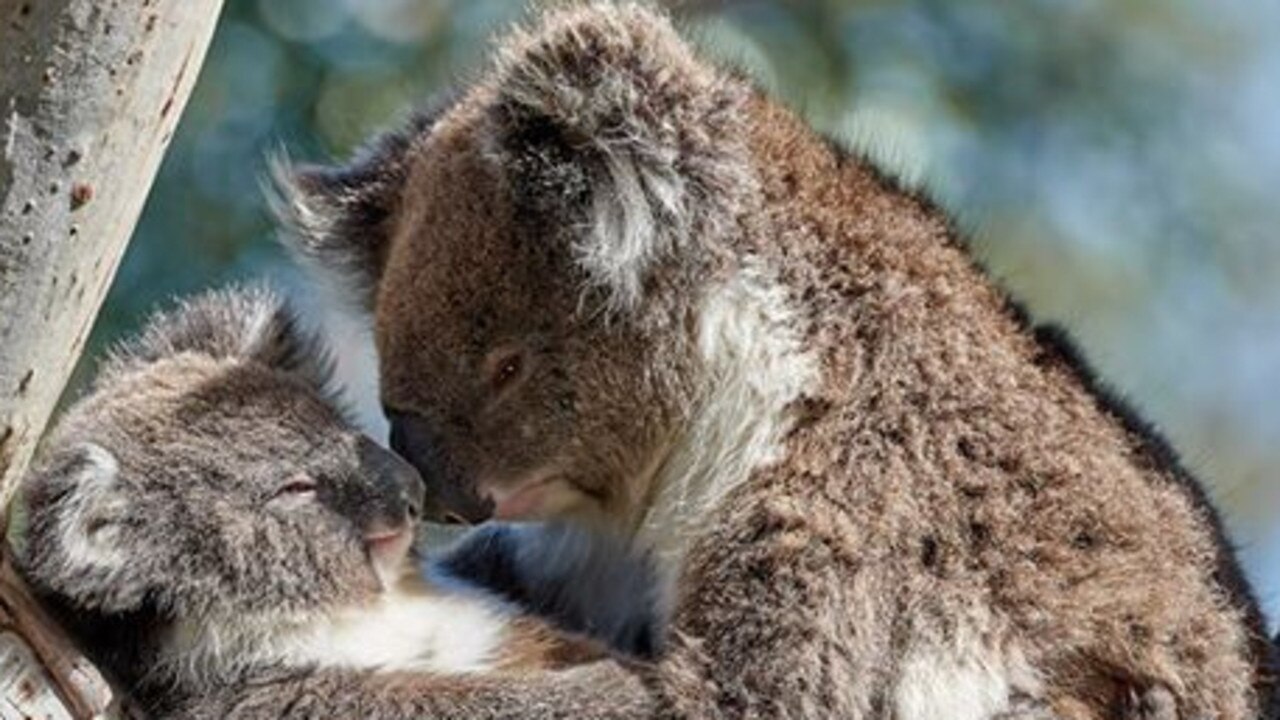 Pine Valley Morayfield development concern over koala ...
