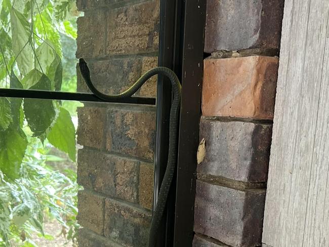 Dustyn McLaren, who lives near Gympie, posted this photo on the Snakes Identification Australia page asking "what I am I looking at here?" The species was confirmed to be a common tree snake.