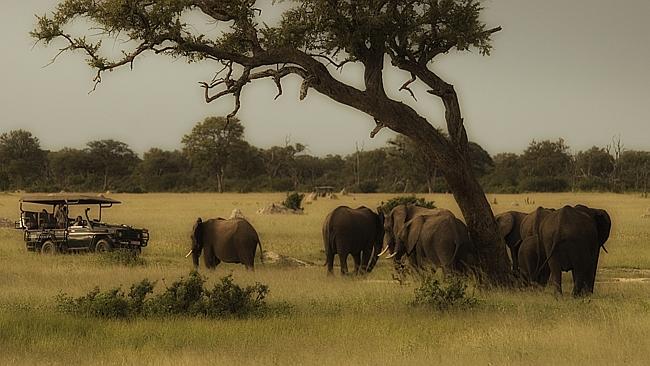 Get involved in wildlife research in Africa with Bench International.