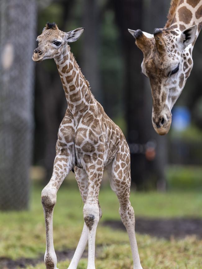 Wayo with its mother Mvita. Picture: Rick Stevens