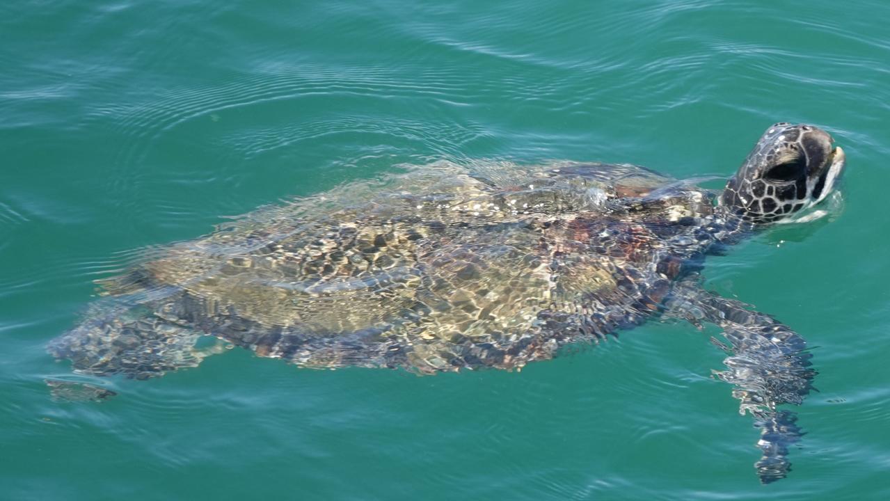 A number of turtle made an appearance much to the delight of those on the pier. Picture: Chris Knight