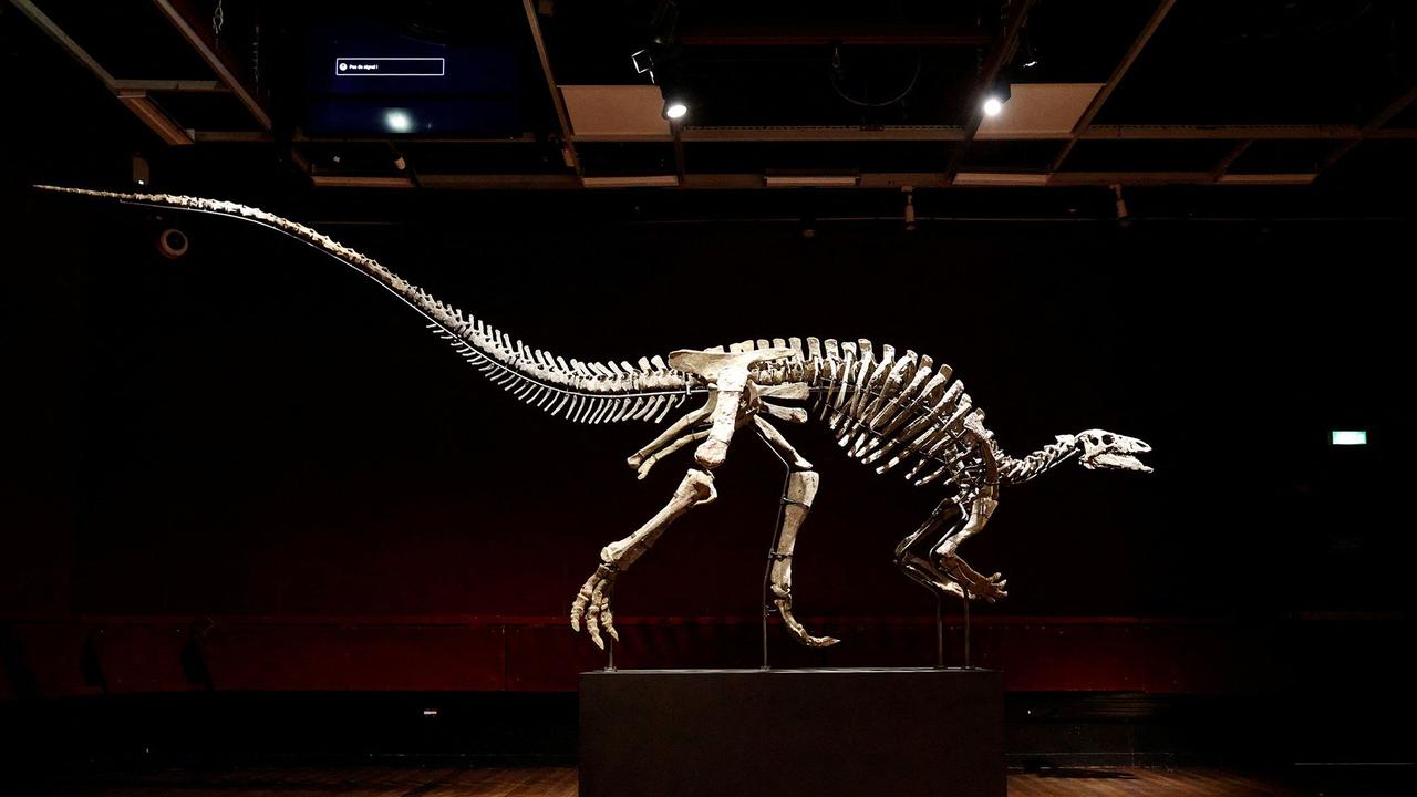 Barry the dinosaur is expect to fetch up to $2 million. Picture: Drouot.