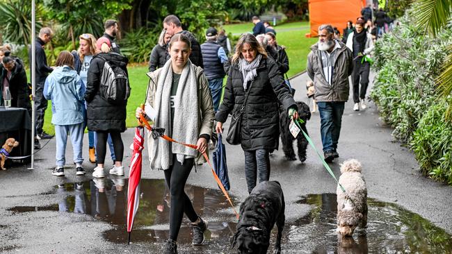 Million Paws Walk at Adelaide Botanic Gardens. Picture: Brenton Edwards