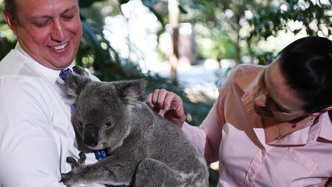 Steven Miles and Environment Minister Leanne Linard with Spoon the koala after announcing funding for koala threat management in September, 2023. Picture: Dan Peled / NCA NewsWire