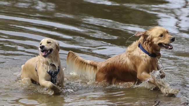 And there’s time to cool off at the farm, too. Picture: Brett Hartwig