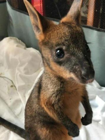 The little guy was found in a cage inside a hole in the ground with burning logs on top.