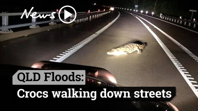 Floods: Crocodiles spotted up trees and on streets