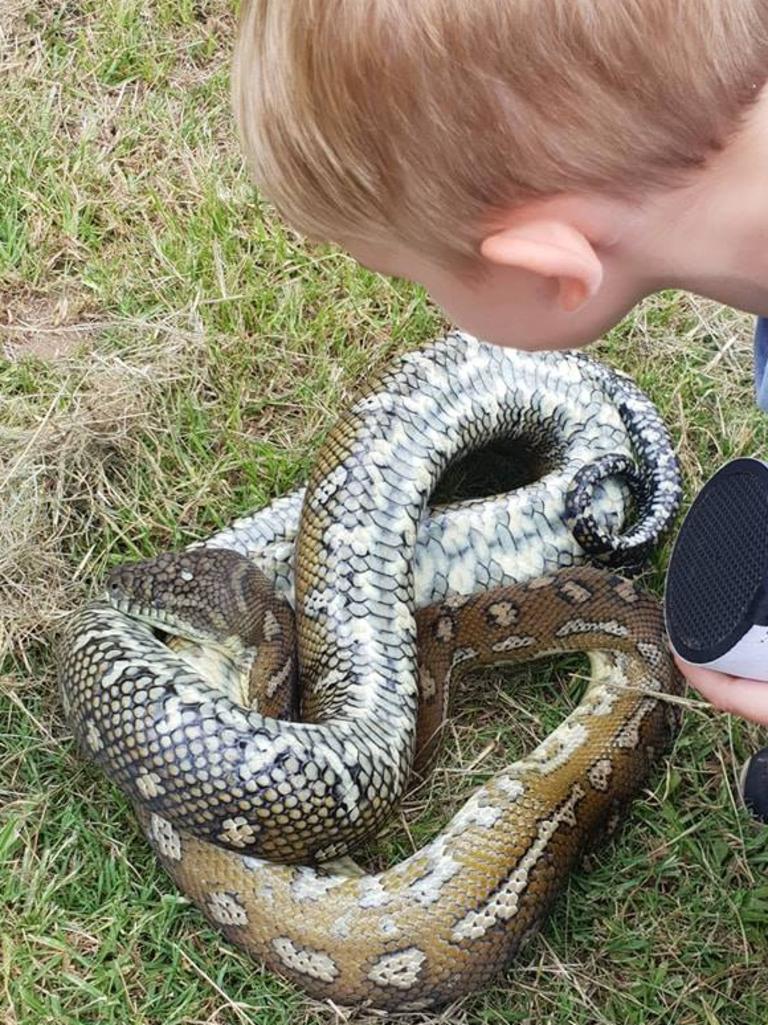 Tony's son with a carpet python from Bilinga. Gold Coast and Brisbane Snake Catcher Tony Harrison's best photos. Photo: Gold Coast and Brisbane Snake Catcher