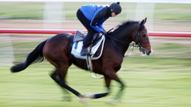 Red Cardinal works on the grass at Werribee. Picture: Michael Klein