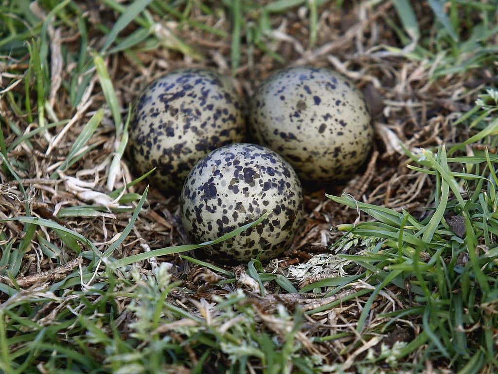 Plover eggs. Picture: John Appleyard