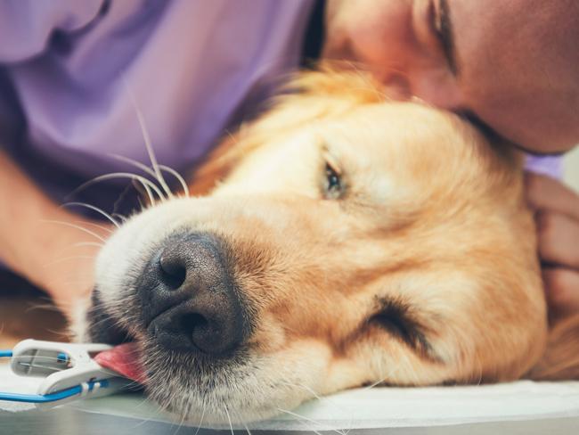 Old dog in the animal hospital. Man hugging golden retriever before surgery. - Selective focus on the snout. veterinarian sad istock