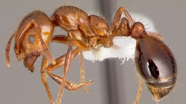 Fire ant. Picture: Supplied