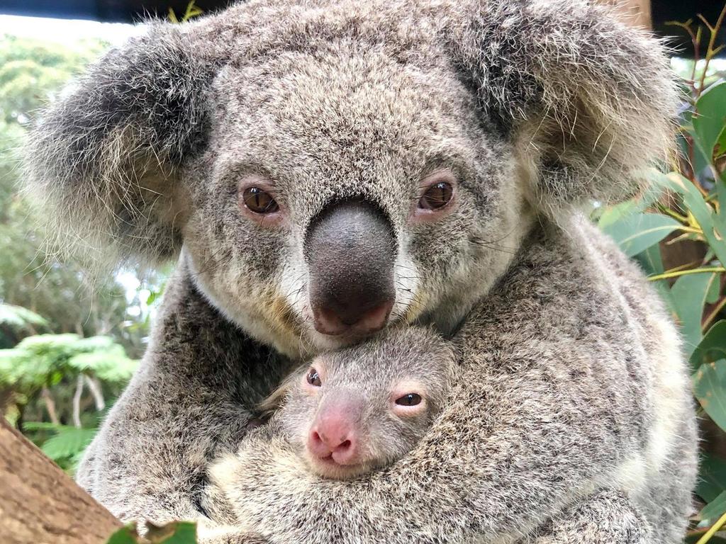 Australian Reptile Park welcomes first koala joey since bushfire