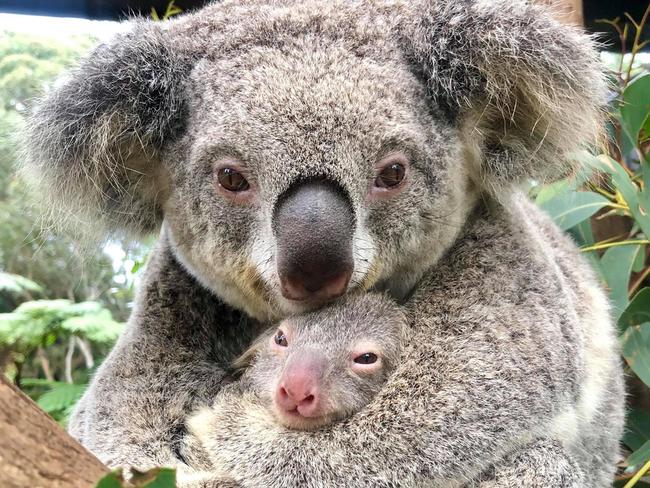 Captive-bred Rosie with new joey Ash – the first born at the Australian Reptile Park since the bushfire season ended. Picture: Australian Reptile Park