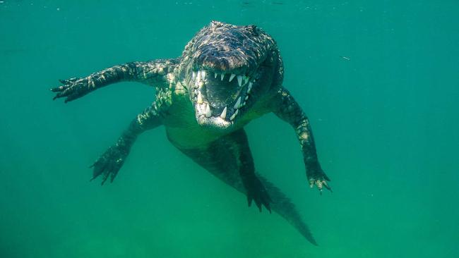 Crocodile swims from Pallarenda to The Strand | news.com.au — Australia ...