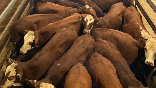 The Casino saleyards will host a massive weaner sale over Thursday and Friday.