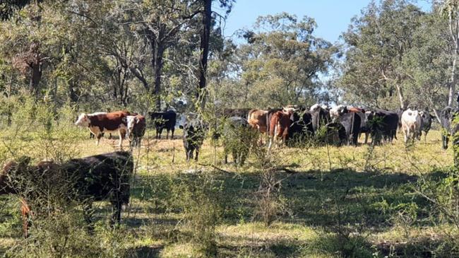 Christopher Stephen stole 54 cows from a Mittagong property where he was living. Picture: NSW Police