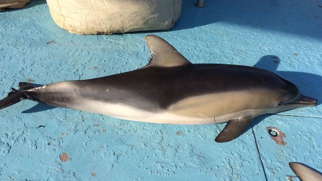 A dead dolphin found in a shark net off Sydney. Picture: Humane Society International (Australia)