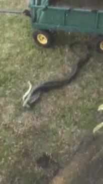 snakes gone wild in Chillingham