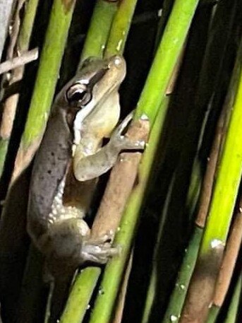 Wallum Sedge Frog. Picture: Sandra Lundberg – Save Wallum Facebook Group