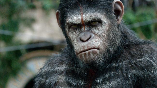 Caesar the ape ... in a scene from film Dawn of the Planet of the Apes.