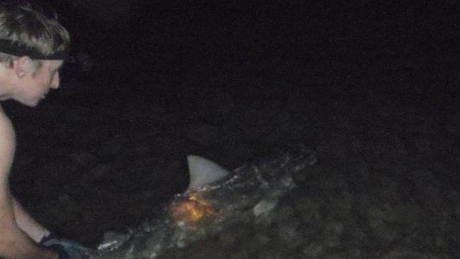 um dos Amigos de Kaiden Anderson lançando um tubarão-touro de volta ao Broadwater. Imagem: fornecido