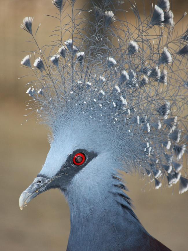 A Victoria Crowned Pigeon at the Nature Park.