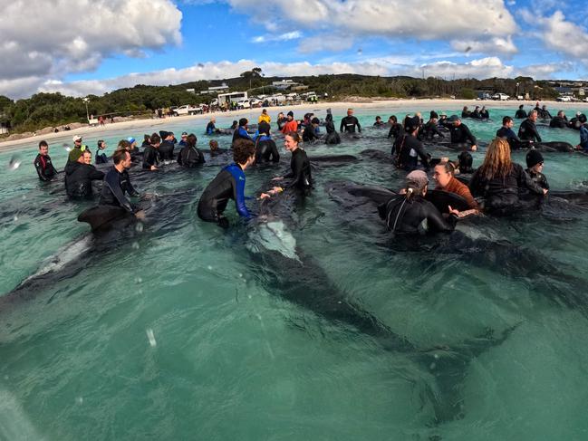 Volunteers help pilot whales on Cheynes Beach in Western Australia, after more than 50 other whales in the same pod died stranding themselves. Authorities said they were "optimistic" that the other 45 whales in the pod could survive. Picture: Supplied by Western Australia Department of Biodiversity, Conservation and Attraction